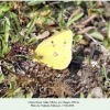 colias thisoa male cheget2